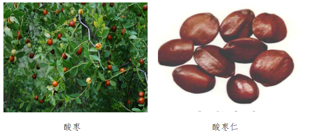酸枣仁.png 酸枣仁.png