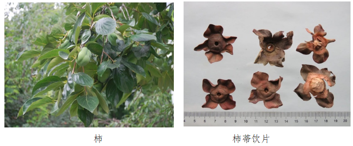 柿蒂.png 柿蒂.png