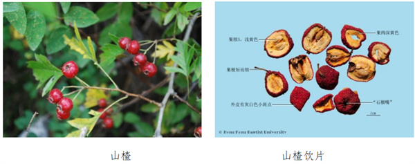 山楂.jpg 山楂.jpg
