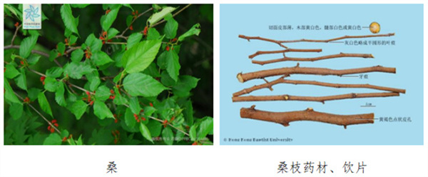 桑枝.jpg 桑枝.jpg