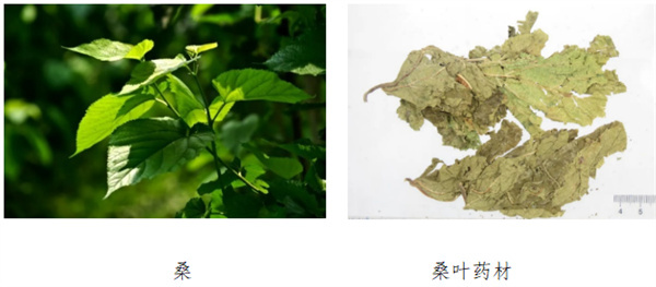 桑叶.jpg 桑叶.jpg