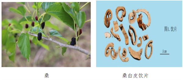桑白皮.jpg 桑白皮.jpg