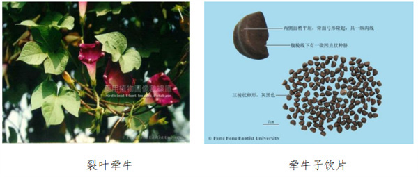 牵牛子.jpg 牵牛子.jpg