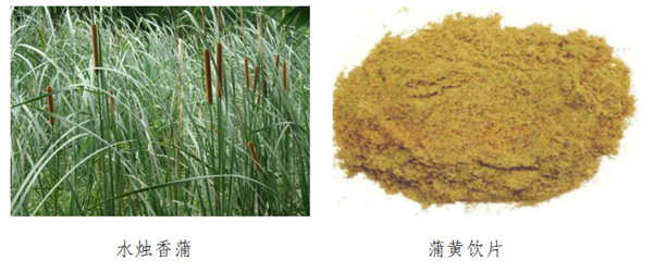 蒲黄.jpg 蒲黄.jpg