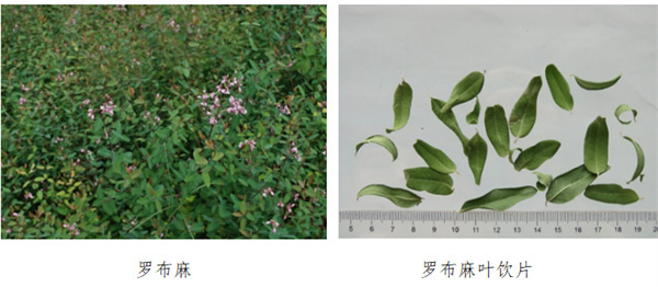 罗布麻叶.jpg 罗布麻叶.jpg