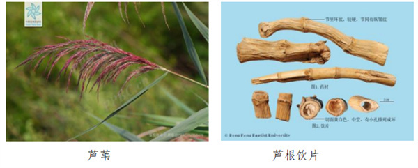 芦根.jpg 芦根.jpg