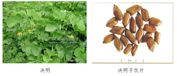 决明子.jpg 决明子.jpg