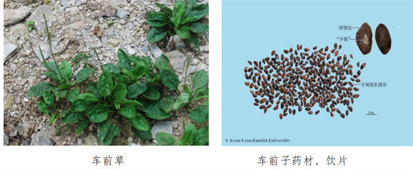 车前子.jpg 车前子.jpg