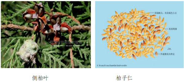 柏子仁.jpg 柏子仁.jpg