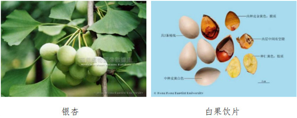 白果.jpg 白果.jpg