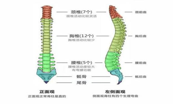 【康复专栏】关注脊柱健康，让孩子少走“弯”路